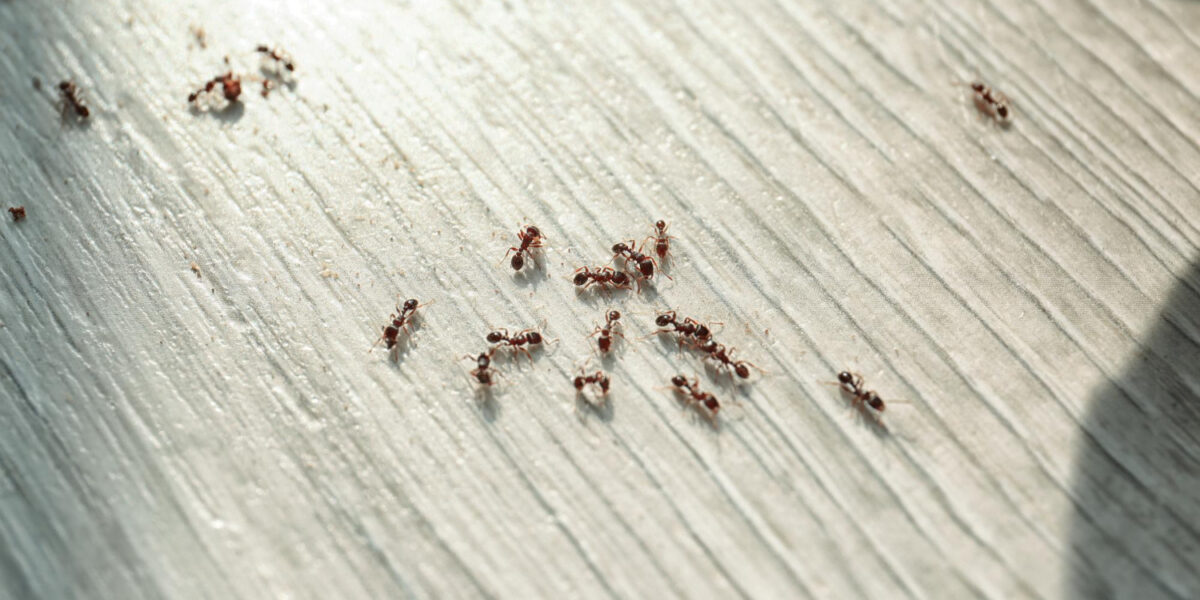 many black ants floor home pest control ()