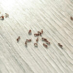 many black ants floor home pest control ()