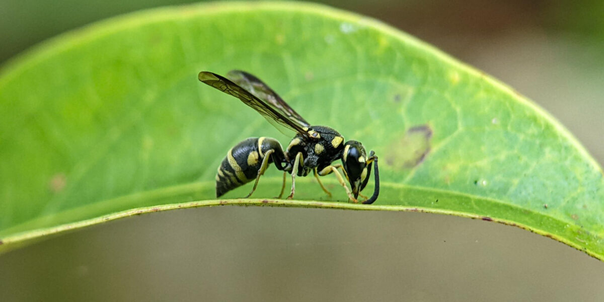 wasp on leaf in langley