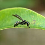 wasp on leaf in langley