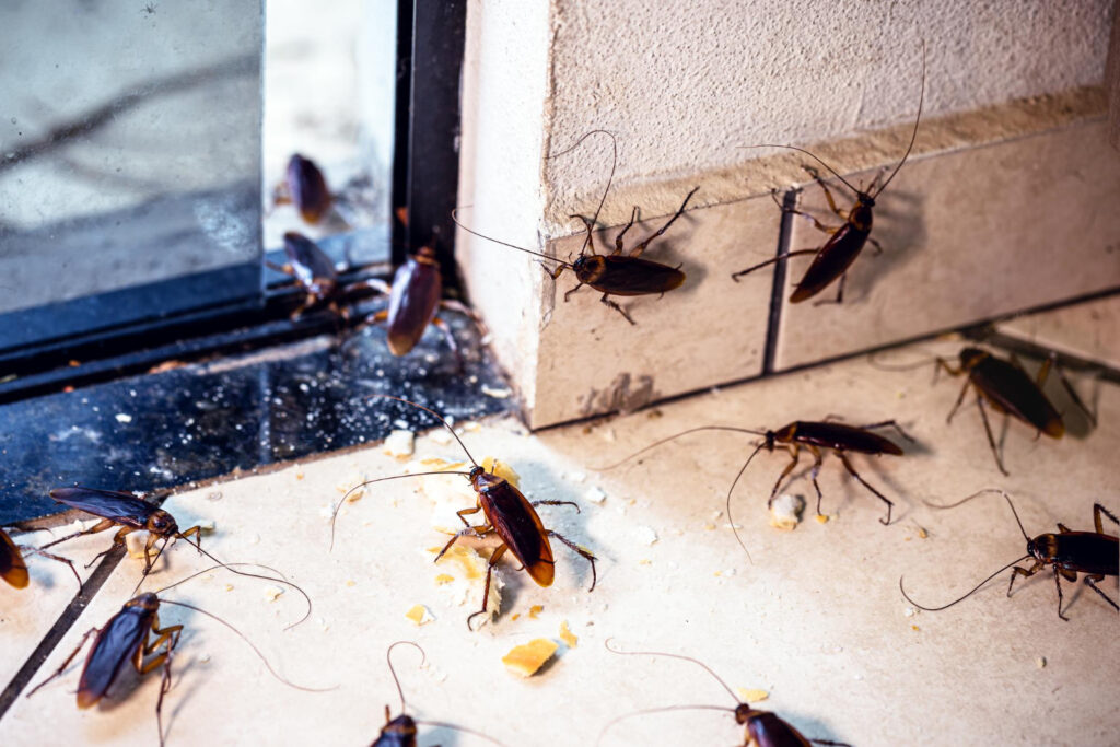 Cockroaches Pest Control Vancouver | Hidden Pests | Phantom Pest Control
