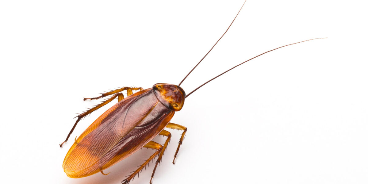 close up disgusting cockroach white background