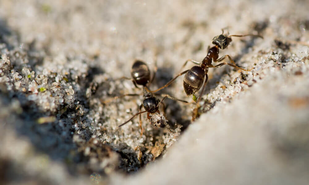 How to Get Rid of Termites in Vancouver? | Phantom Pest Control