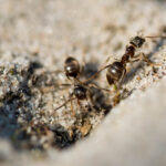 How to Get Rid of Termites in Vancouver? | Phantom Pest Control