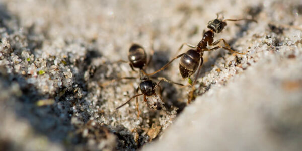 How to Get Rid of Termites? A Guide for Vancouver Homeowners