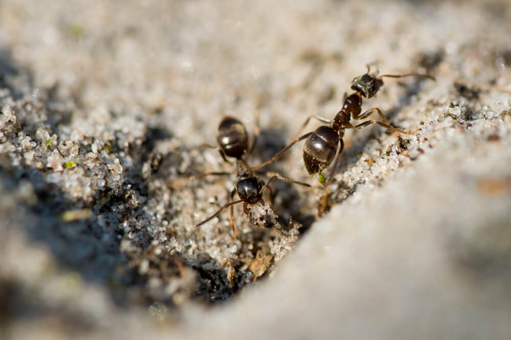 How to Get Rid of Termites in Vancouver? | Hidden Pests | Phantom Pest Control