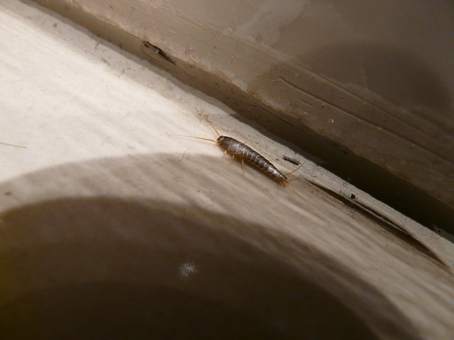 Silverfish at Home | Hidden Pests | Phantom Pest Control