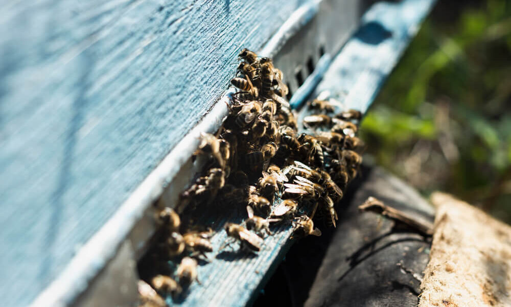 When to Call Pest Control for Wasp Infestation | Phantom Pest Control