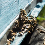 When to Call Pest Control for Wasp Infestation | Phantom Pest Control