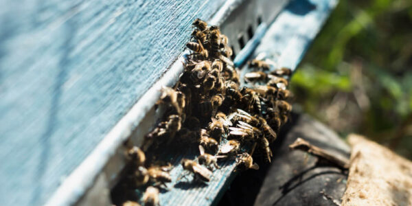 When Does a Wasp Infestation Require Professional Pest Control?
