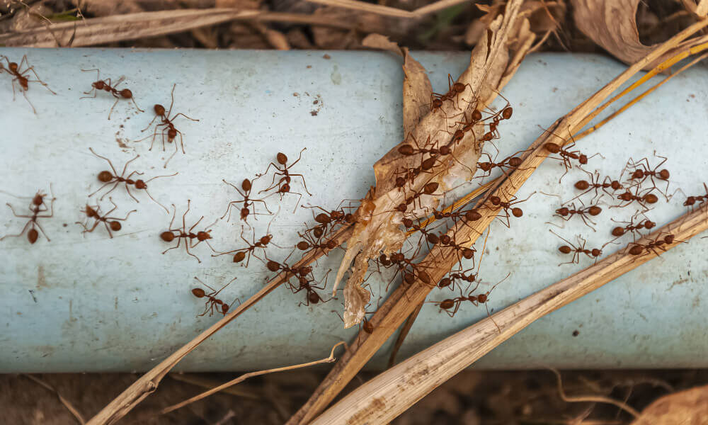 Don’t Ignore Carpenter Ants in Your Walls | Phantom Pest Control