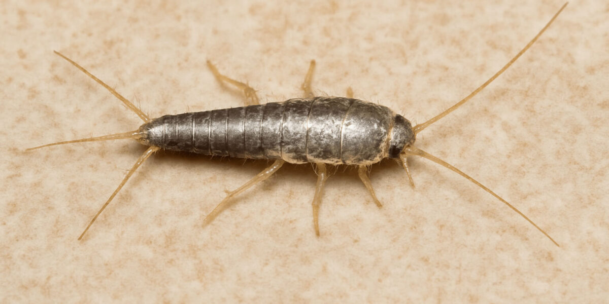 How to Get Rid of Silverfish and Keep Them Away | Phantom Pest Control