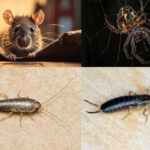 4 Pests to Watch Out For This Fall in Vancouver | Phantom Pest Control
