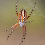 Fall Spiders in Vancouver | Phantom Pest Control