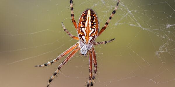 The Hidden Dangers of Spiders in Your Home This Fall