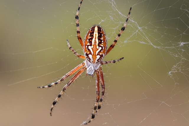 Fall Spiders in Vancouver | Phantom Pest Control