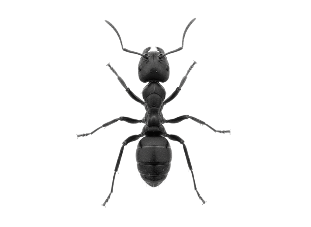 Ant Control | Phantom Pest Control