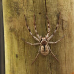 Are House Spiders Dangerous? Are House Spiders Dangerous to Humans and Pets? | Phantom Pest Control