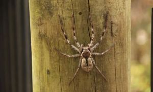 Are House Spiders Dangerous to Humans and Pets? | Phantom Pest Control