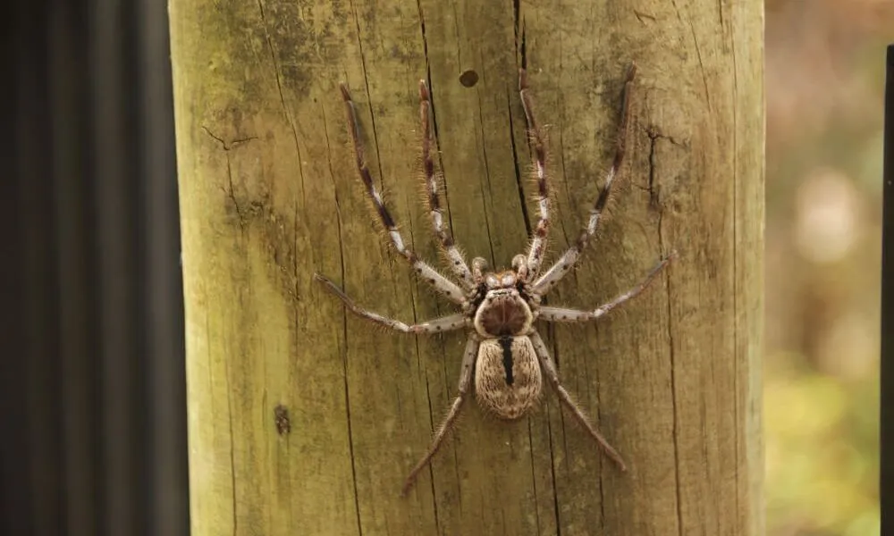 Are House Spiders Dangerous to Humans and Pets? | Phantom Pest Control