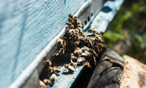 When to Call Pest Control for Wasp Infestation | Phantom Pest Control