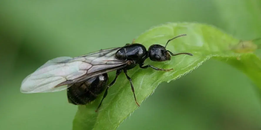 Flying Ants & Everything You Need to Know | Phantom Pest Control