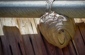 Why You Shouldn’t Remove a Wasp Nest Yourself | Phantom