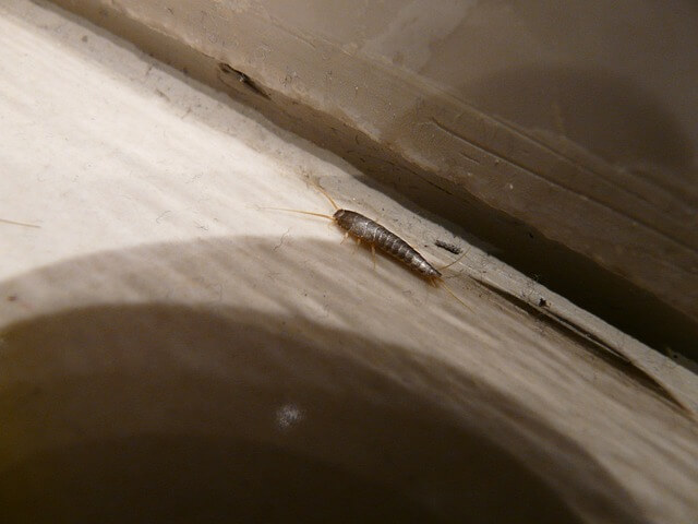 Silverfish at Home | Hidden Pests | Phantom Pest Control