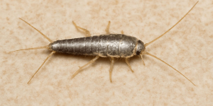 How to Get Rid of Silverfish and Keep Them Away | Phantom Pest Control