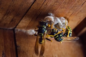Wasp Nests | Wasp Control Vancouver | Phantom Pest Control