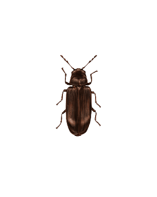 Wood Boring Insect
