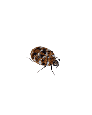 Carpet Beetle Photo