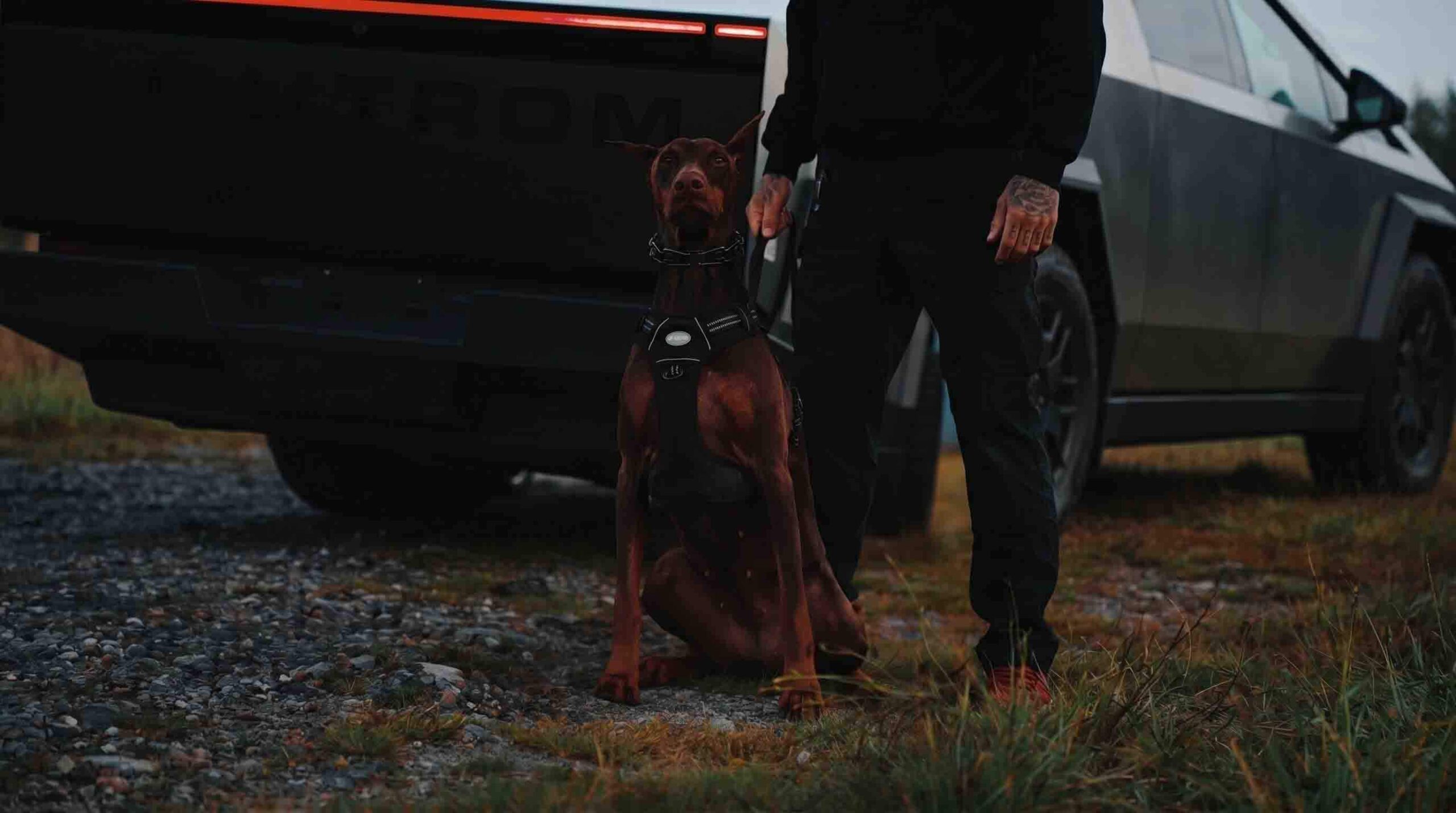 Phantom Pest Control’s detection dog sitting beside its handler at the company truck