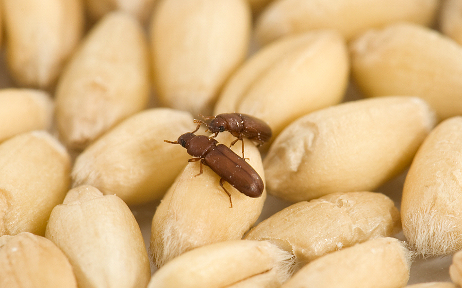 Two stored-product beetles on wheat kernels, seen close up