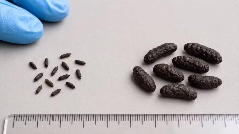 Mouse vs Rat Droppings