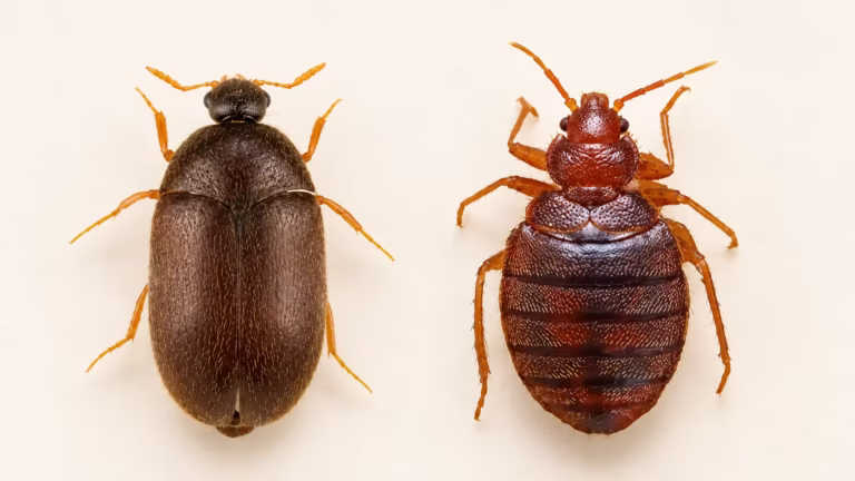Bed Bugs vs Carpet Beetles